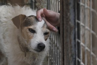 Le futur refuge pourra accueillir davantage d'animaux et dans des conditions plus adaptées.